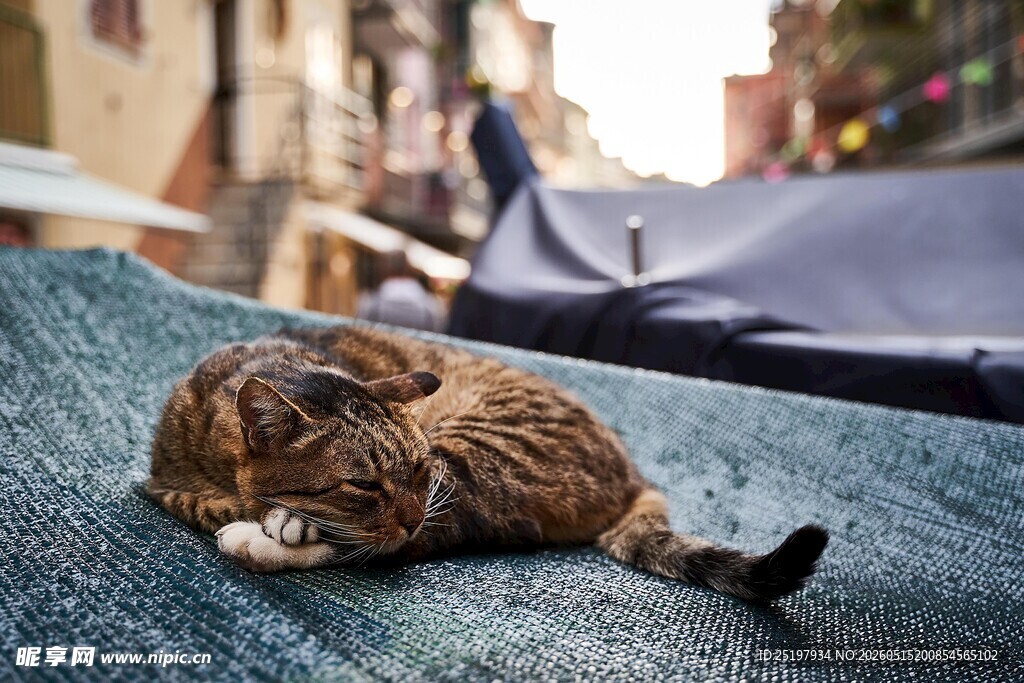 可爱猫咪