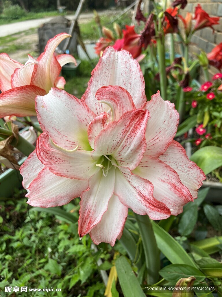 爱神朱顶红