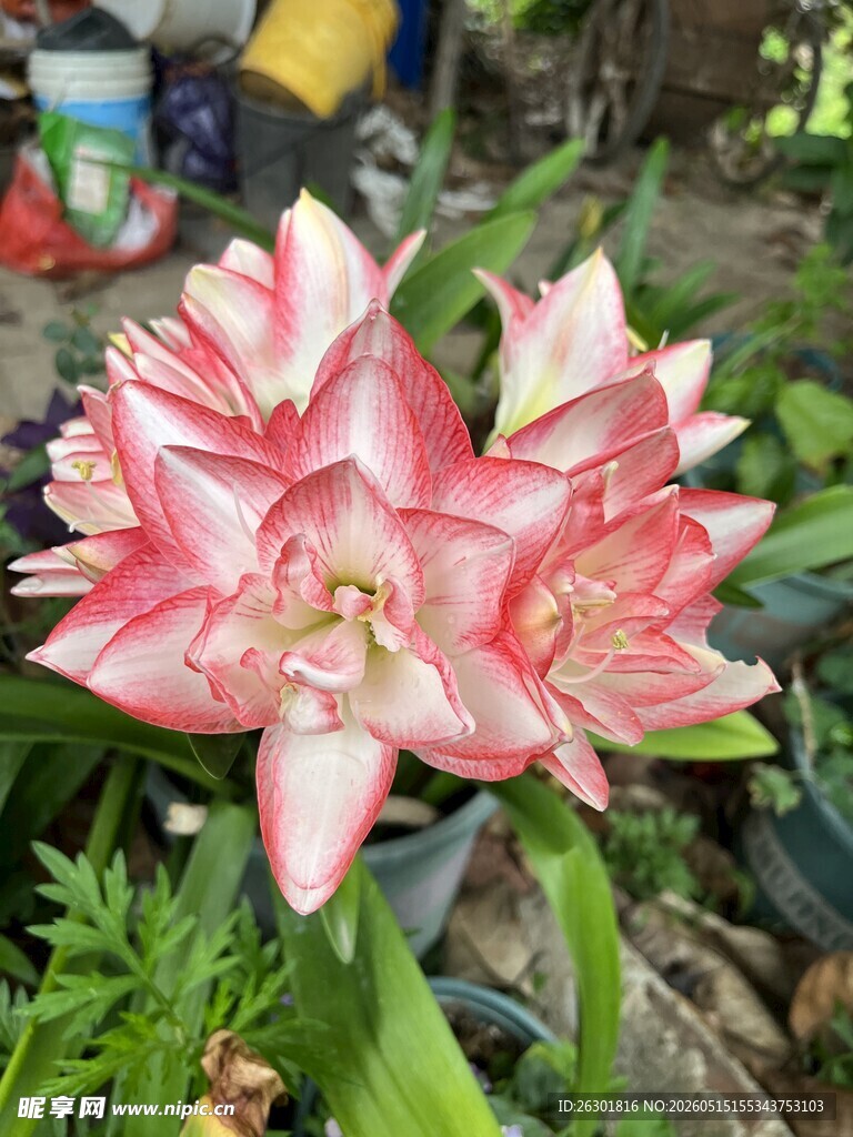 花孔雀朱顶红
