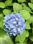 蓝色绣球花绽放绿叶间