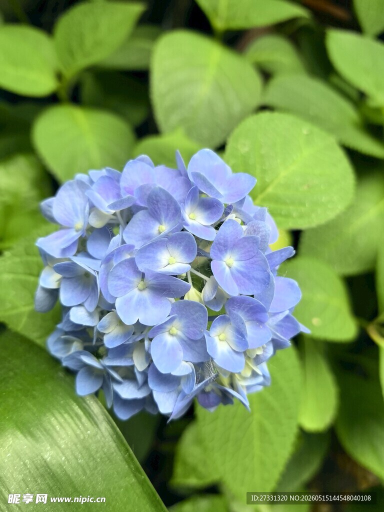 蓝色绣球花绽放绿叶间