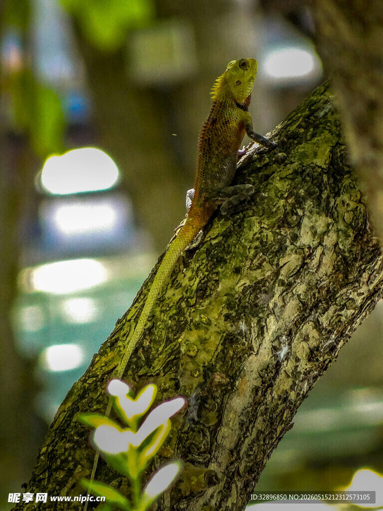 树枝上的绿蜥蜴