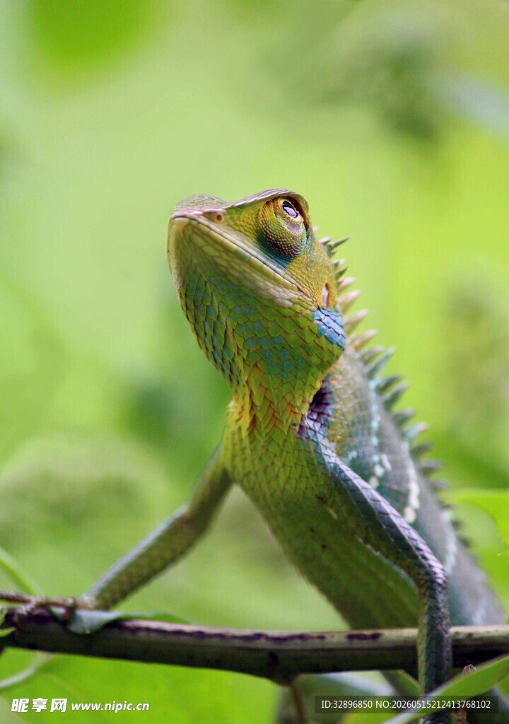 枝头绿鬣蜥