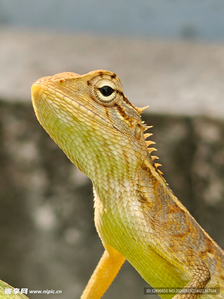 仰头的蜥蜴