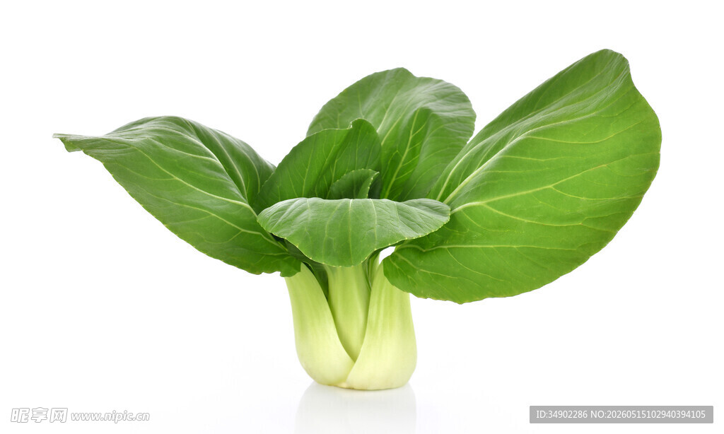 新鲜青菜