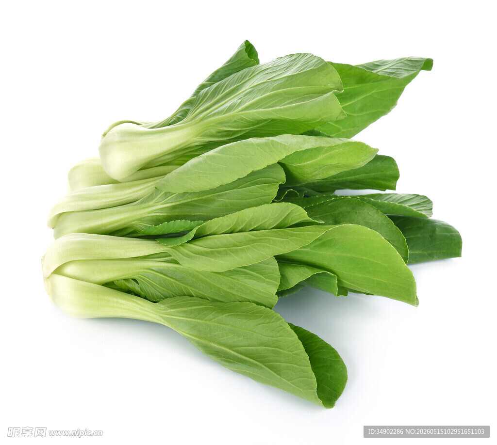 新鲜小白菜
