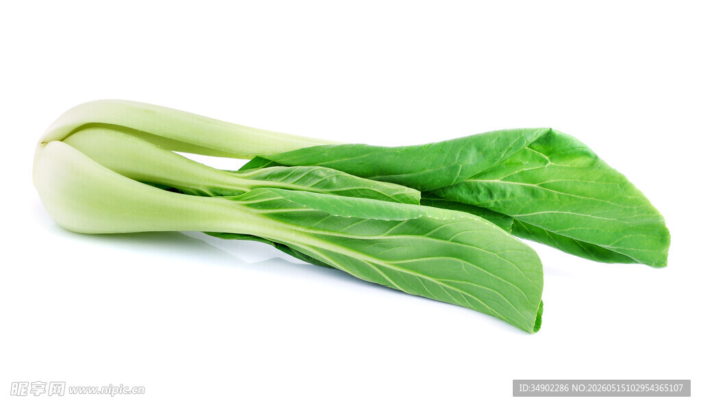 新鲜小白菜