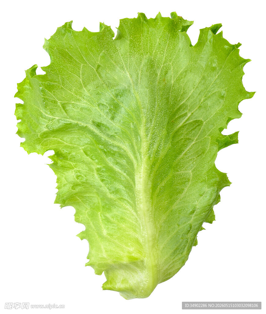 新鲜生菜叶片