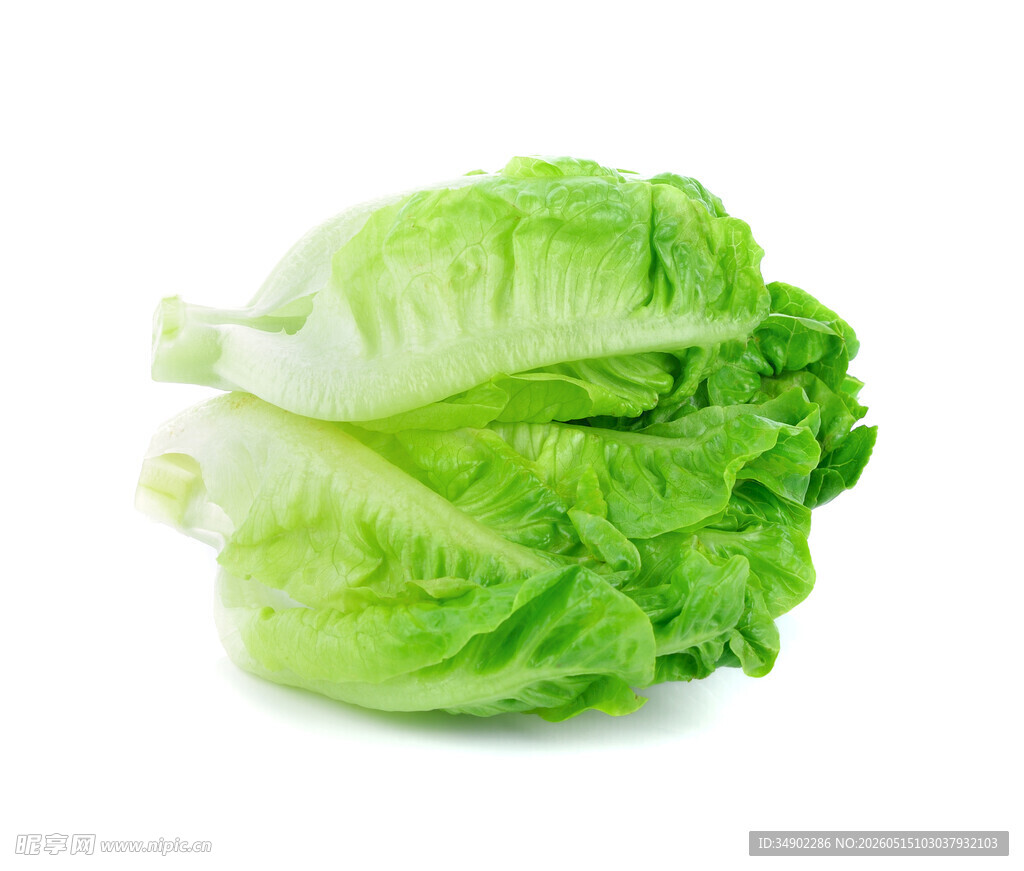 新鲜生菜