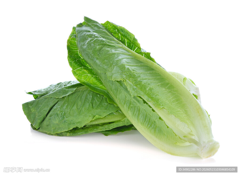 新鲜生菜