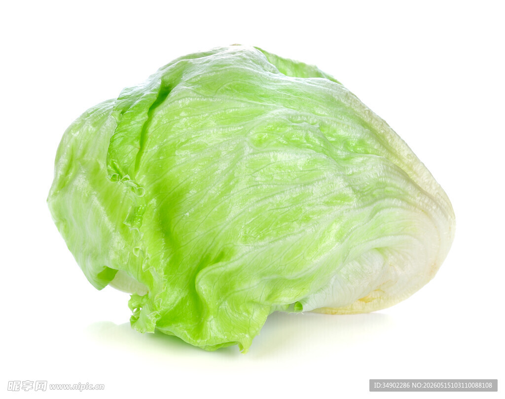 新鲜圆白菜