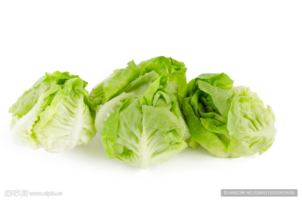 新鲜生菜