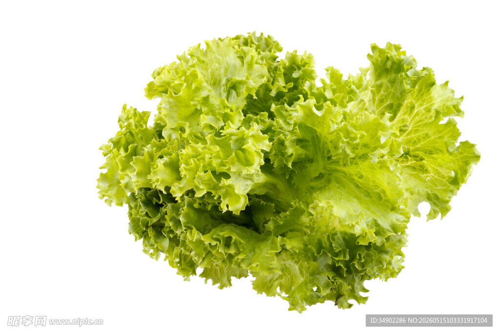 新鲜生菜