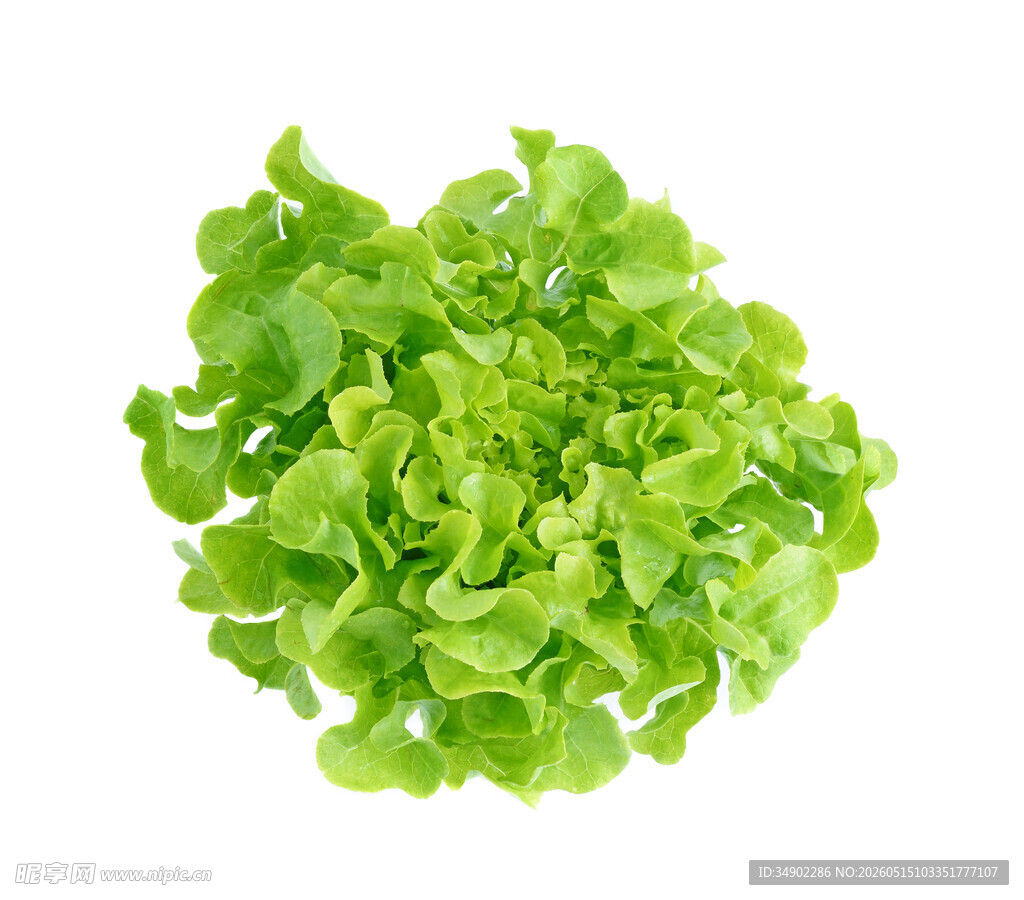 新鲜生菜
