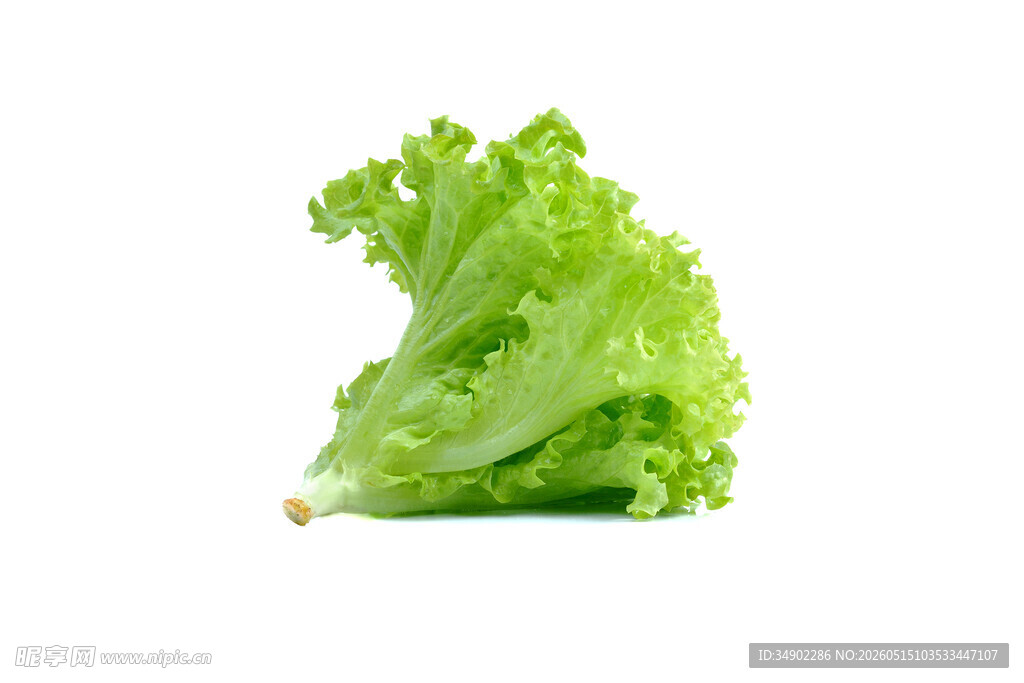 新鲜生菜叶