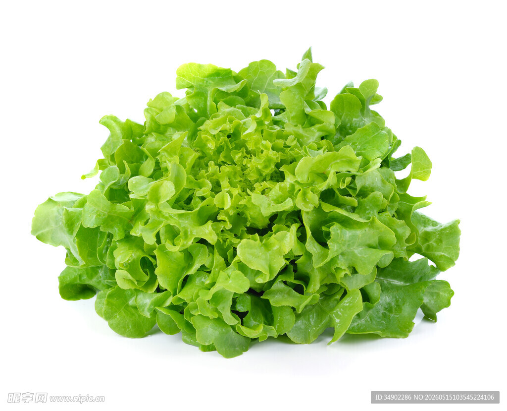 新鲜生菜