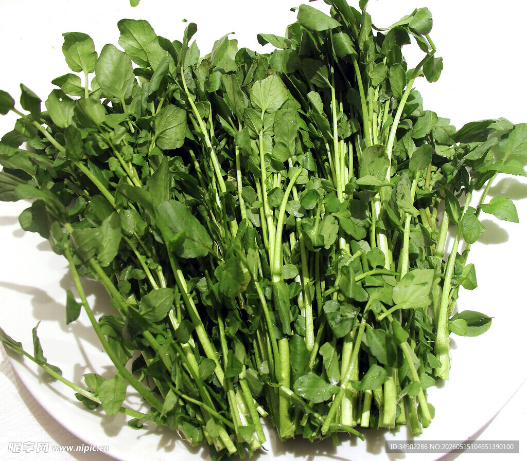 新鲜嫩绿香菜