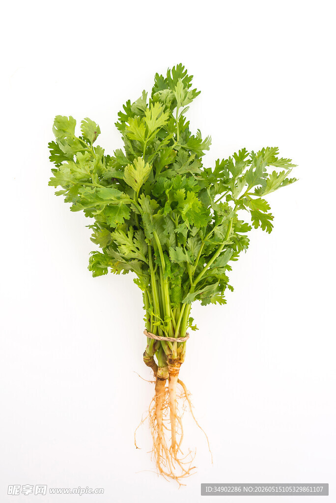 新鲜欧芹