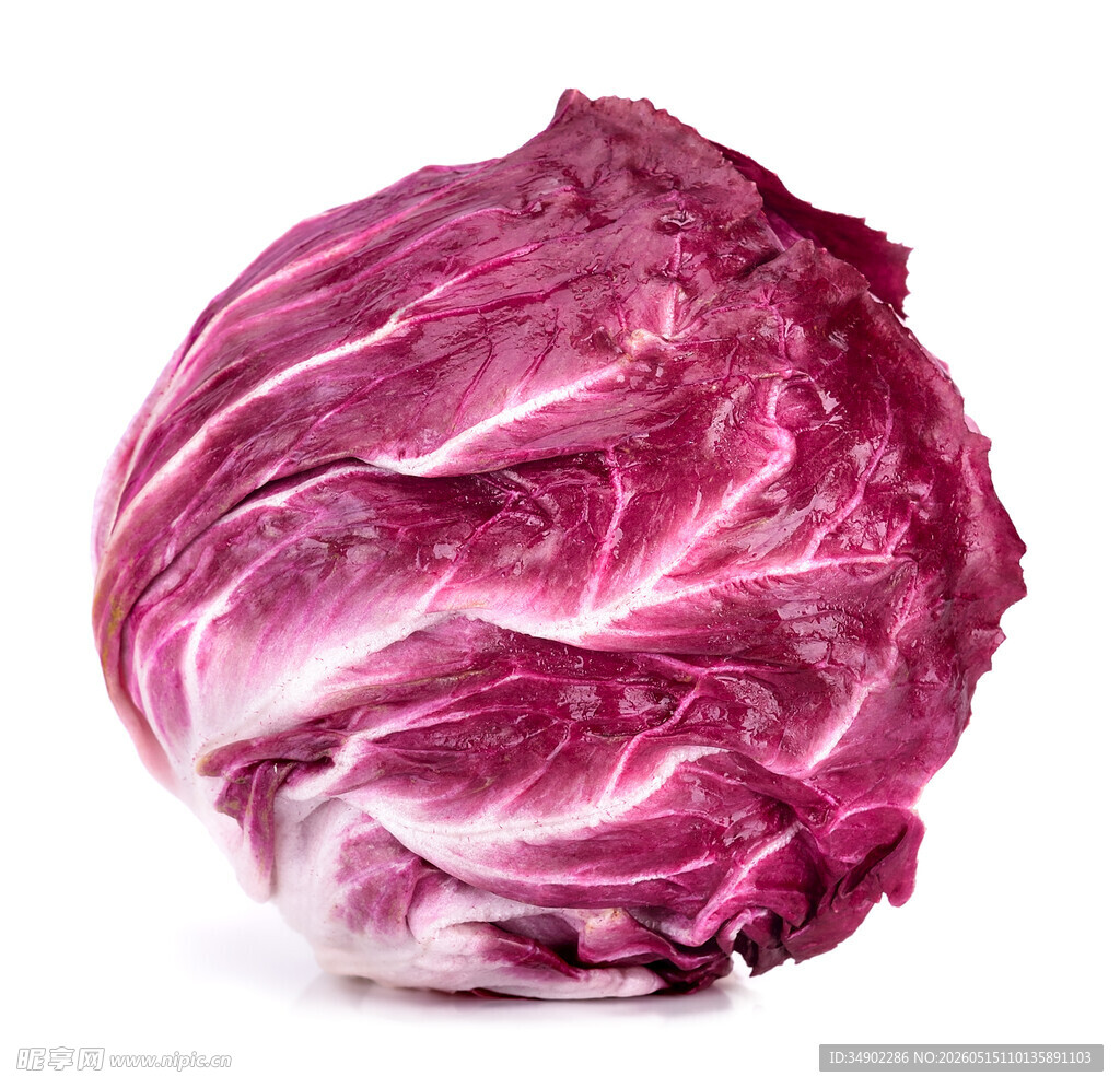 紫叶生菜特写