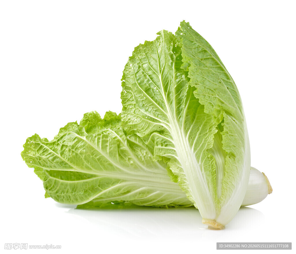 新鲜生菜叶