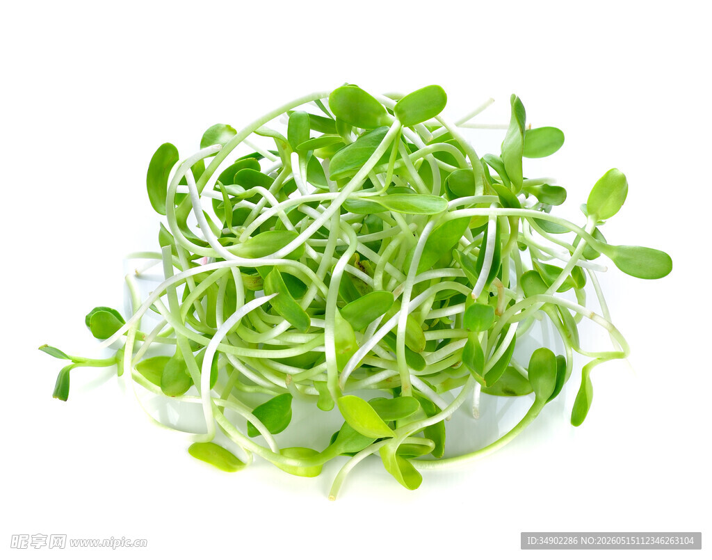 新鲜豆芽 