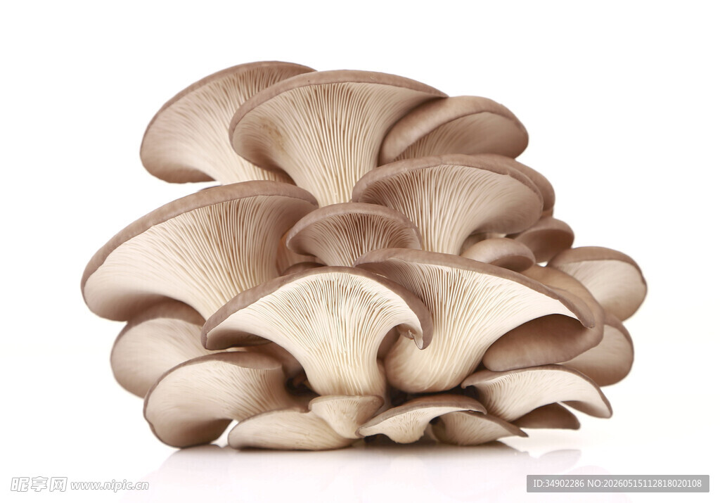 平菇特写