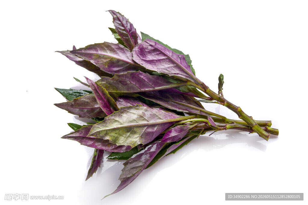 紫背天葵新鲜蔬菜