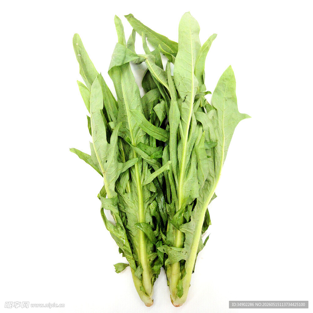 新鲜苦麦菜