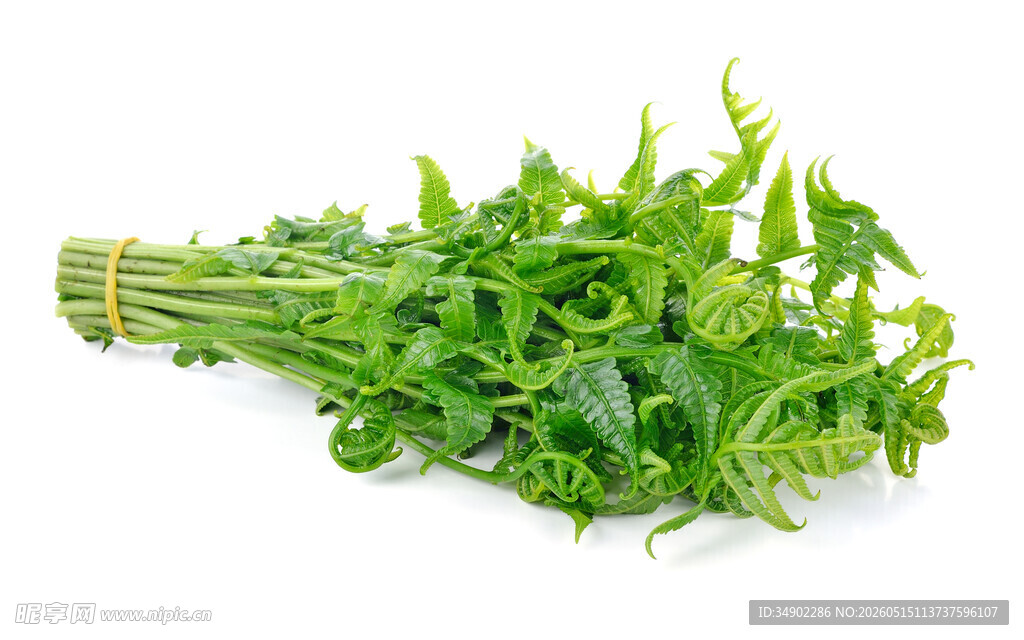 新鲜蕨菜