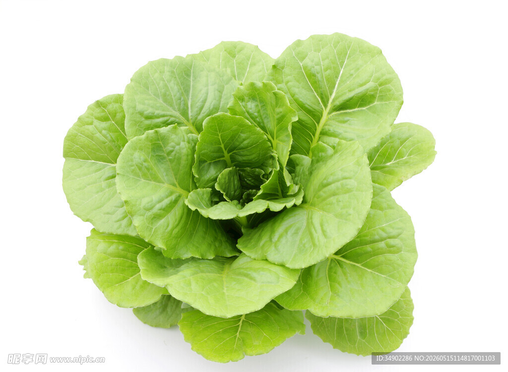 新鲜生菜