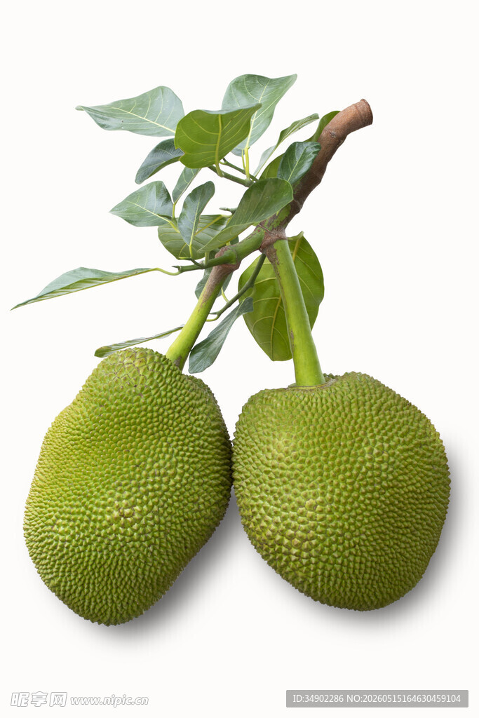 菠萝蜜