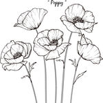 手绘罂粟花线条插画