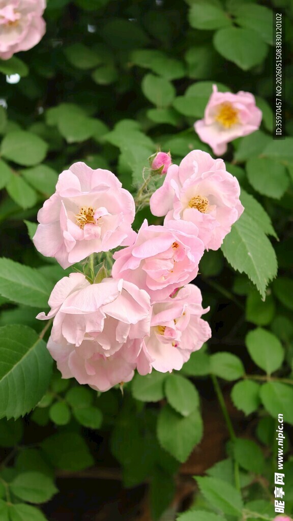 粉色蔷薇花绽放