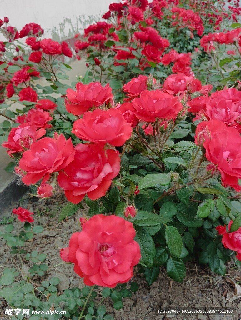 鲜艳红玫瑰花丛绽放