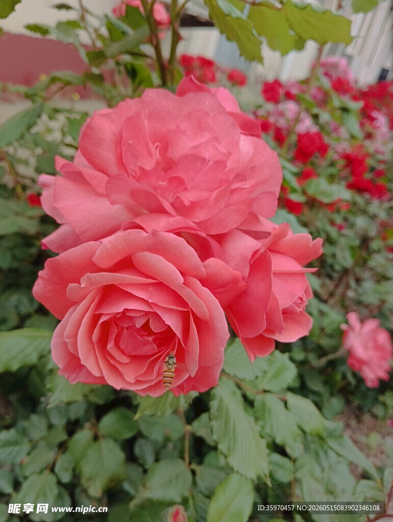娇艳盛开的粉红色月季花