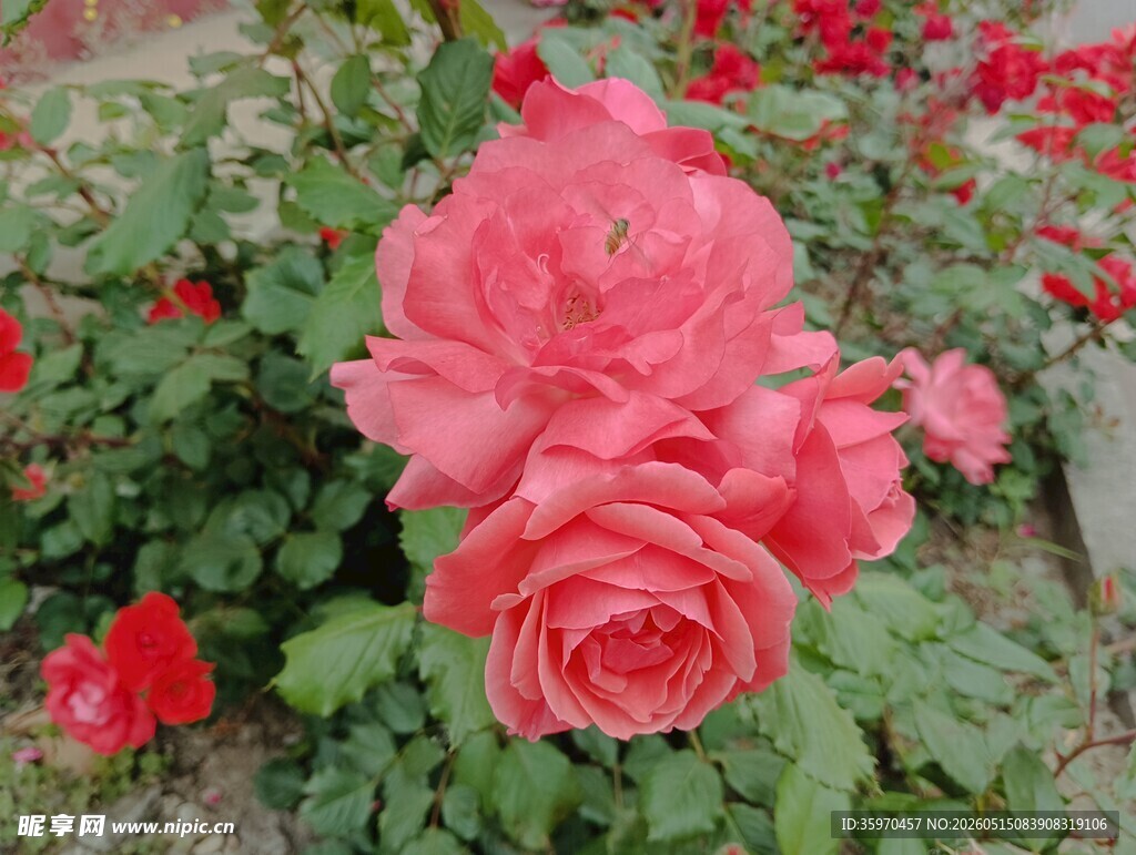 娇艳盛开的粉红色月季花
