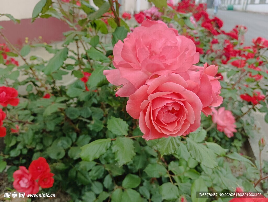 娇艳盛开的粉红色月季花
