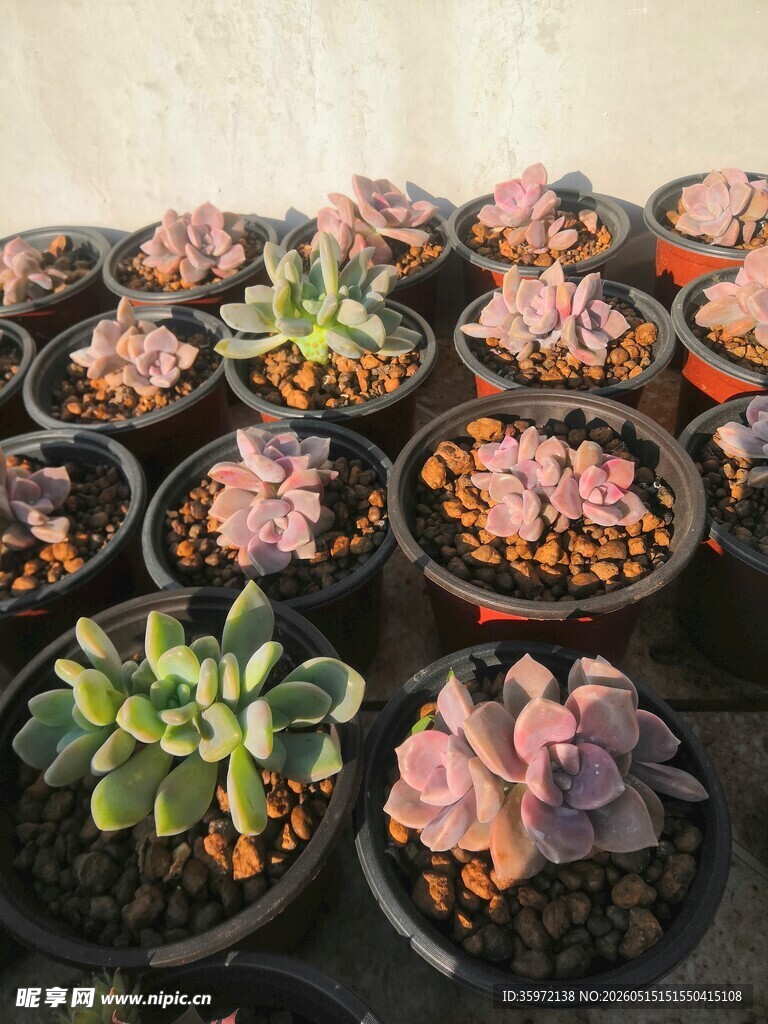 可爱 多彩多肉盆栽组合