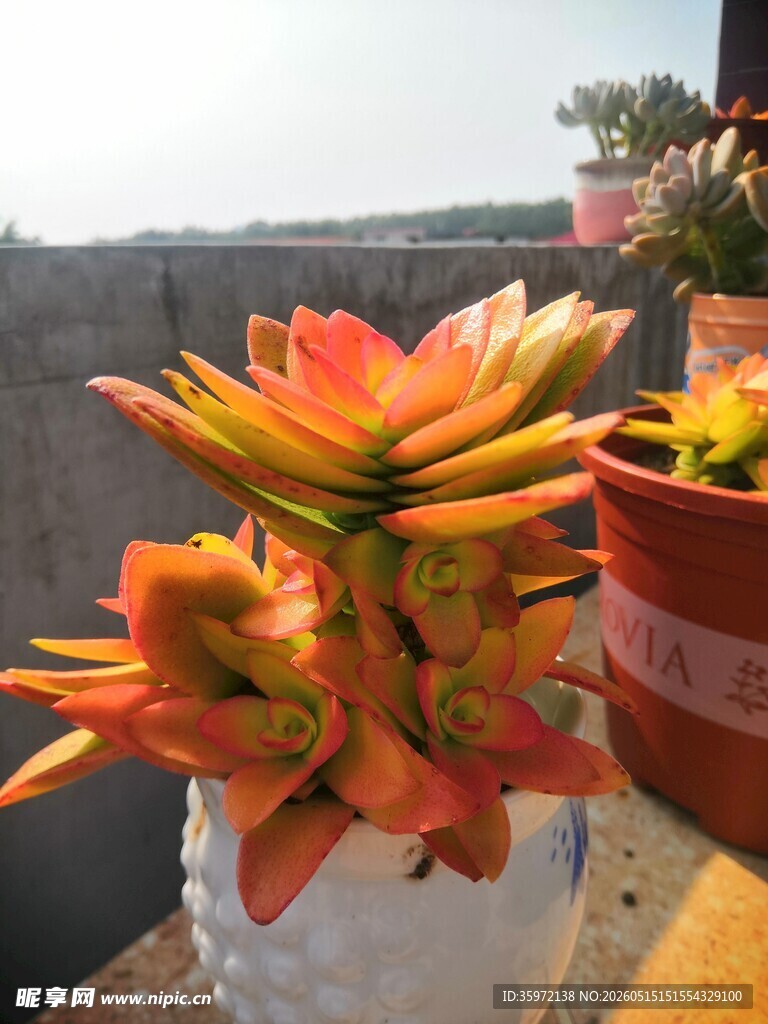 多彩多肉植物特写