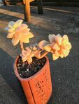 橙色花盆中的多肉植物