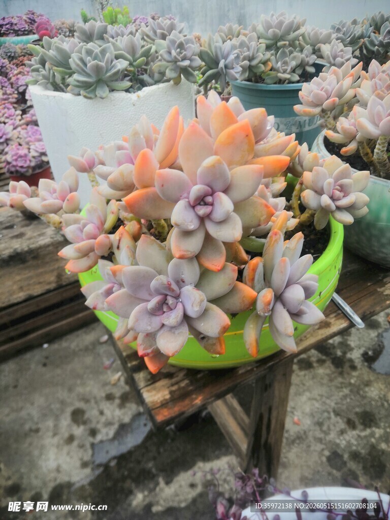 果冻色冬美多彩多肉植物盆栽展示