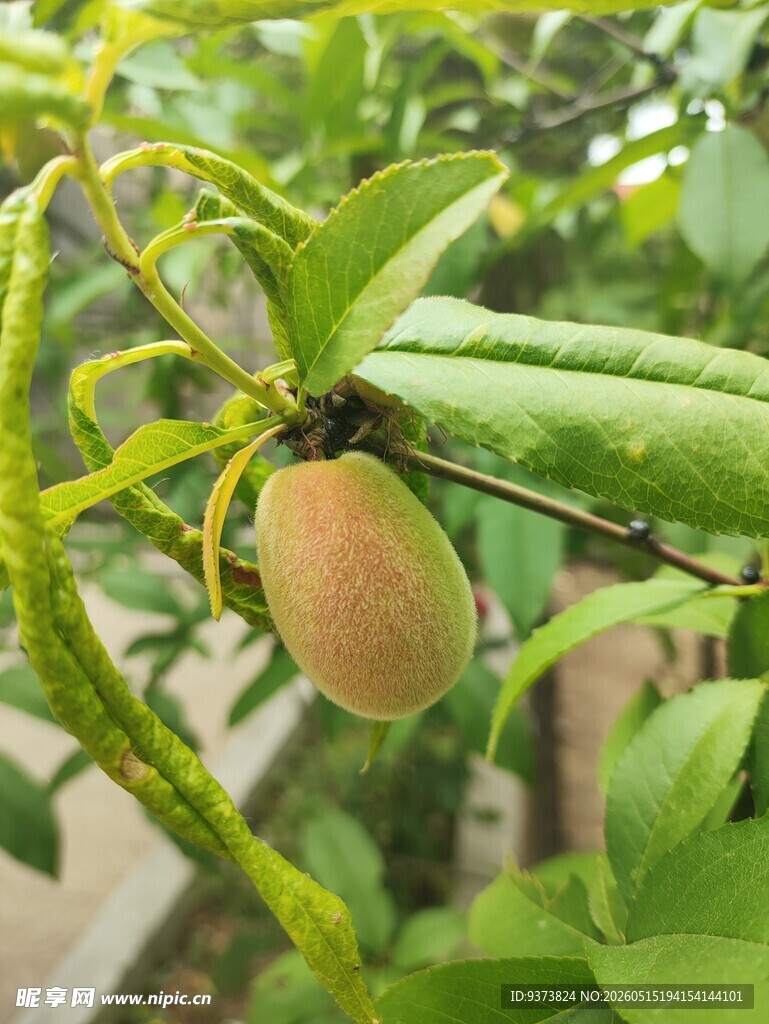 毛桃
