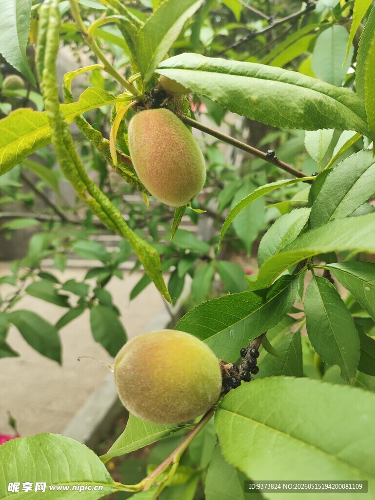 毛桃