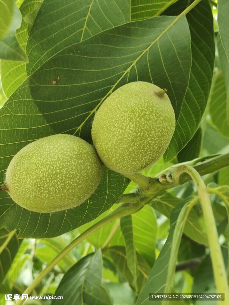 青核桃