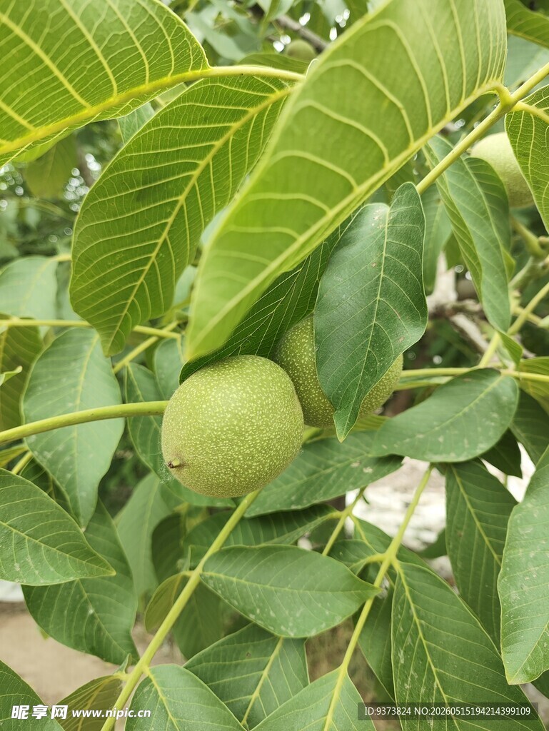 青核桃