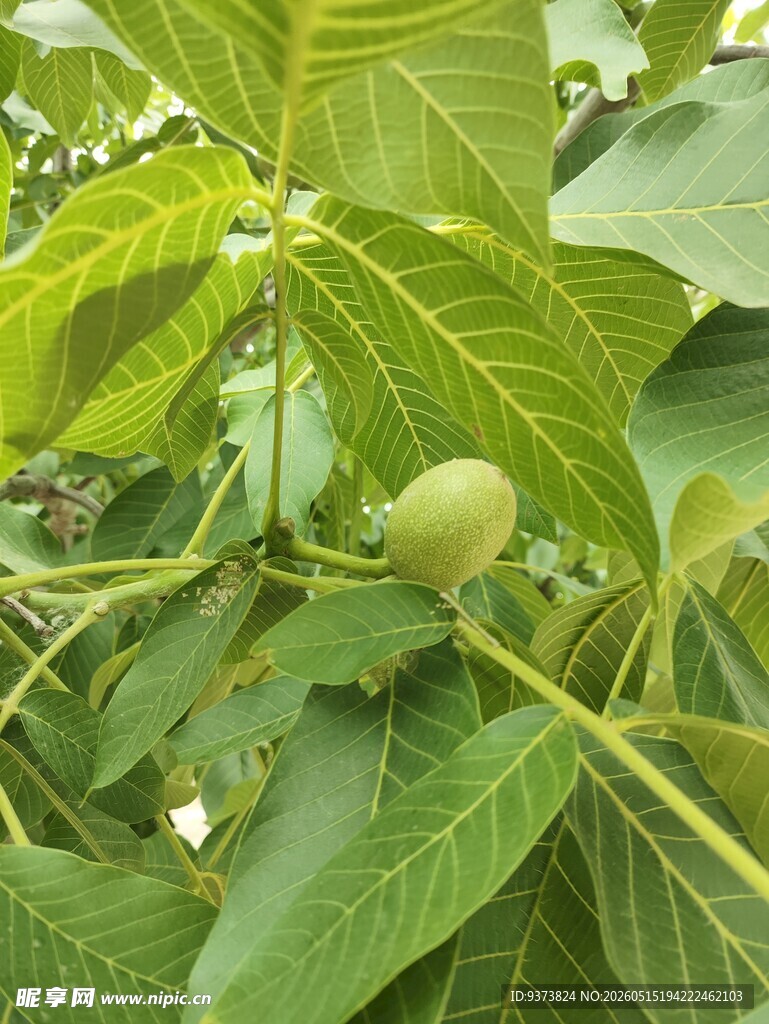 青核桃