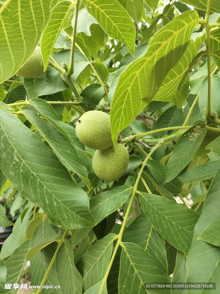 青核桃