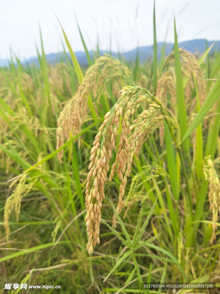 金黄稻田 孕育丰收希望