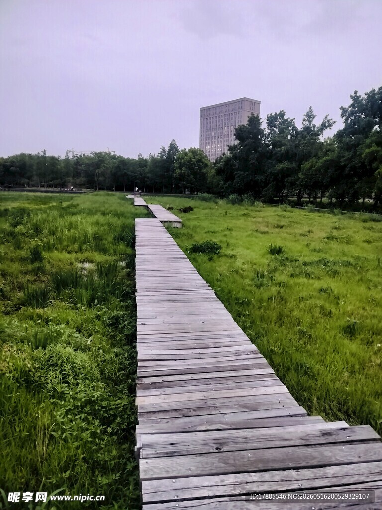 木栈道穿行于绿野之间