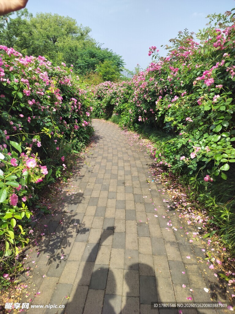 繁花小径上的人影